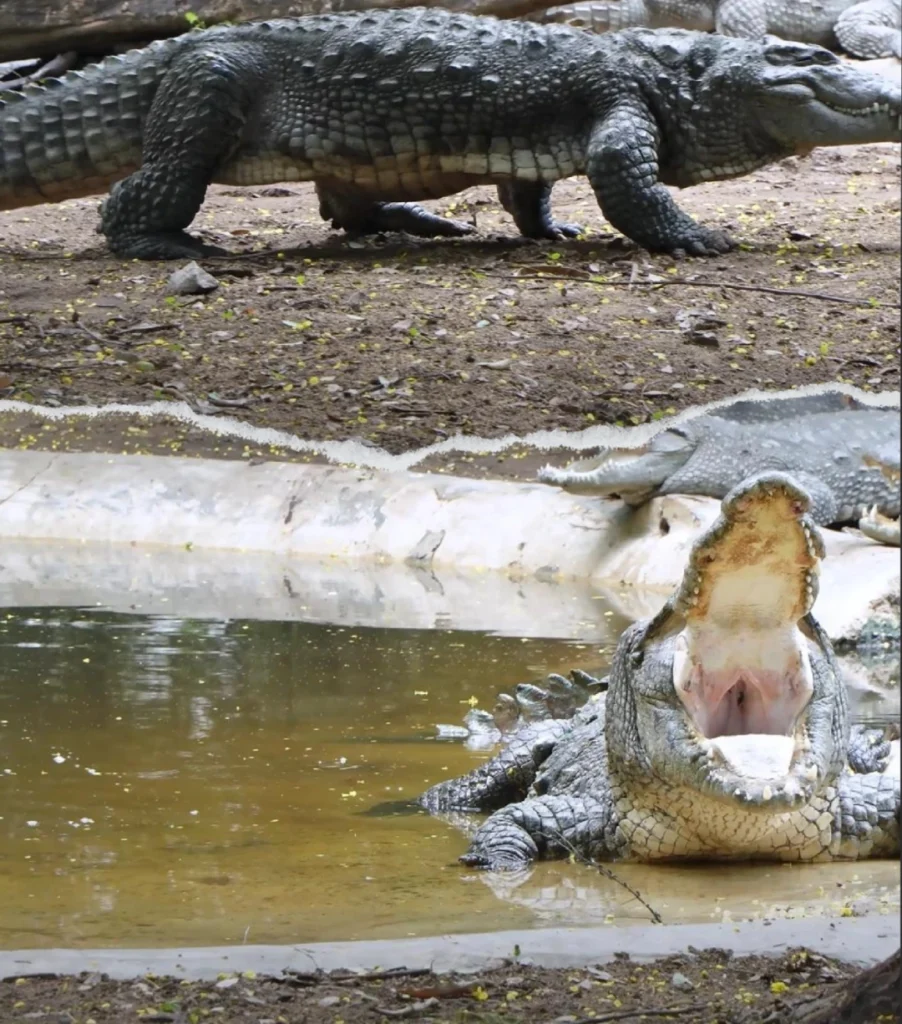 Nehru Zoo Park crocodile photo