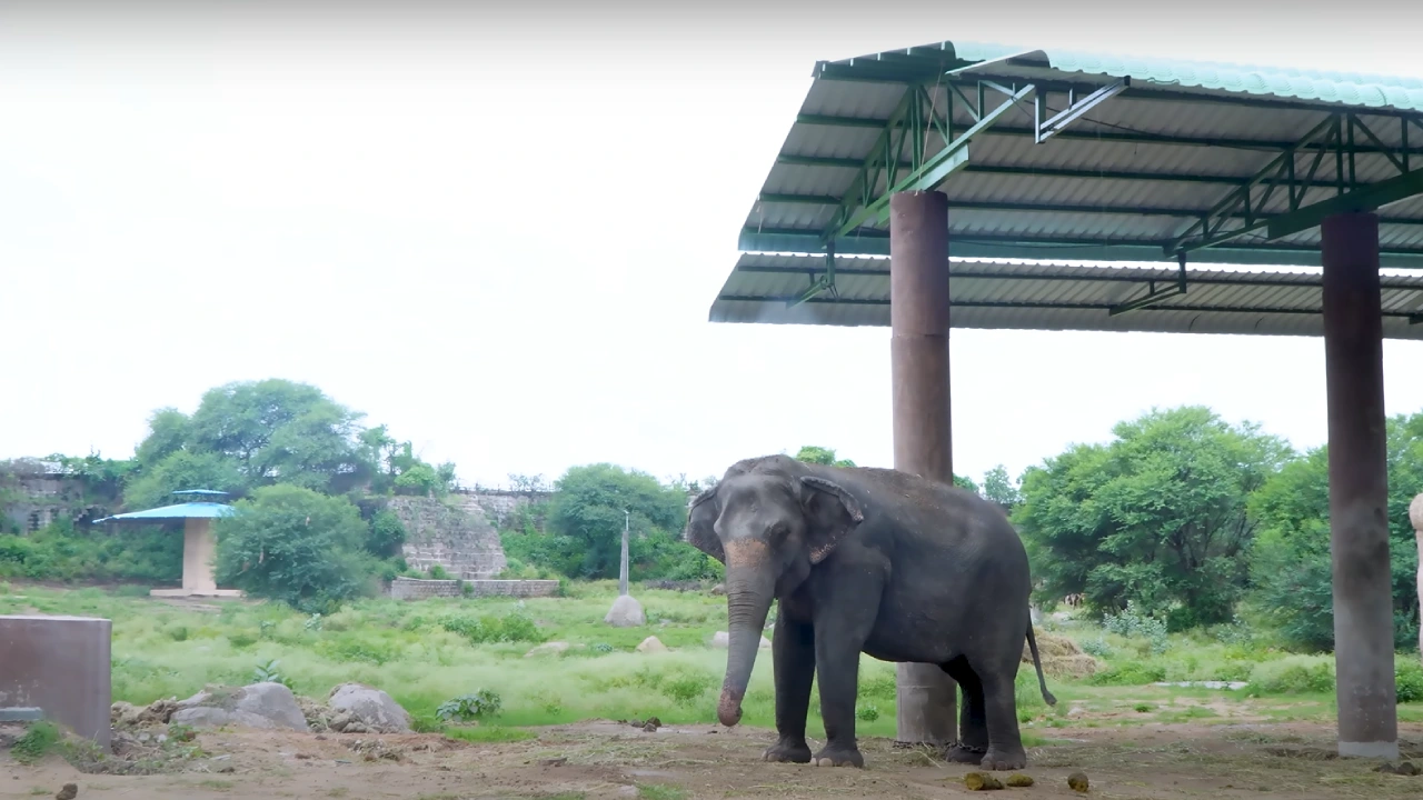 Nehru Zoological Park Elephant photos