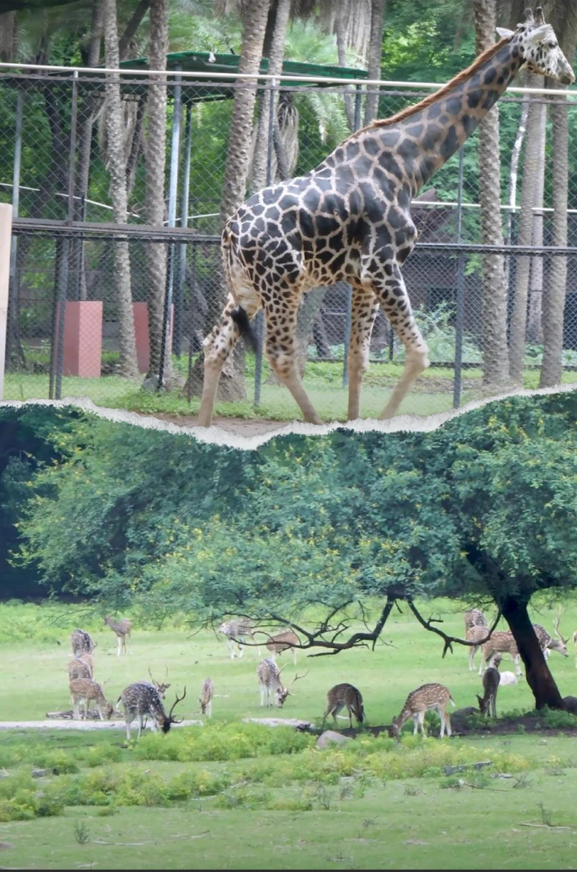 Nehru Zoological Park photos